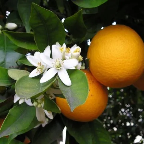 thumbnail for publication: Harvesting Charges for Florida Citrus: Picking, Roadsiding, and Hauling, 2015/16